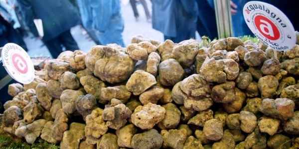 Experience Marche - degustazione tartufo